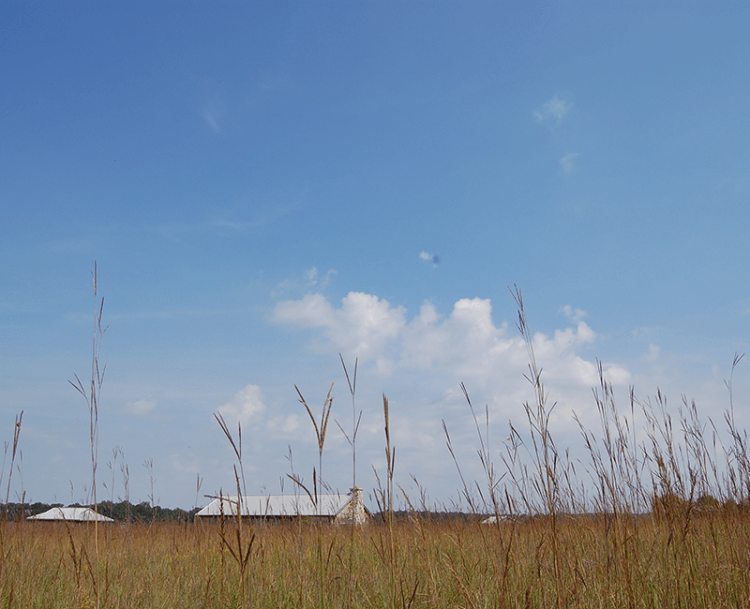 Prairie field, Prophetstown State Park, Battle Ground, Indiana, Photo by Kelly Beranger