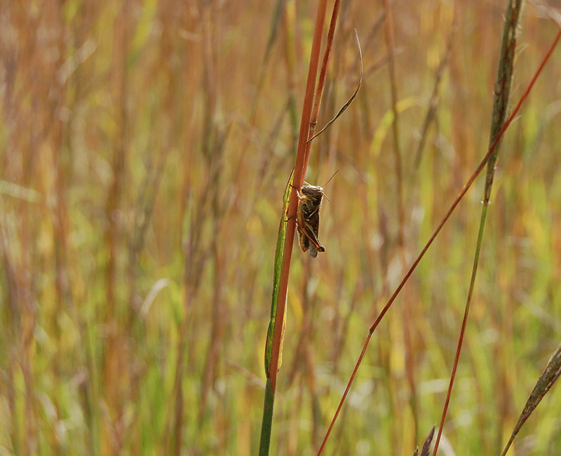 Grasshopper on prairie grass, Prophetstown State Park, Battle Ground Indiana, Photo by Kelly Beranger